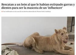 Enlace a Pobre animal...