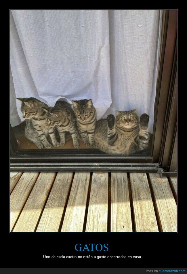 gatos,puerta,salir