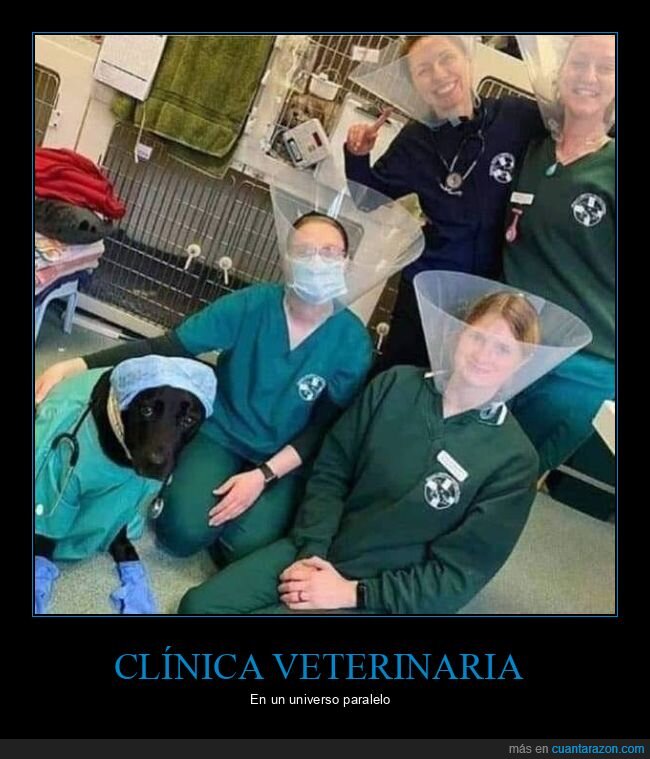 perro,veterinarios,universo paralelo