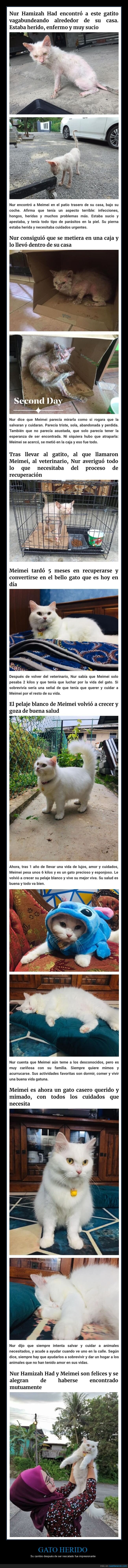 gato,herido,rescatado,antes,despu&eacute;s