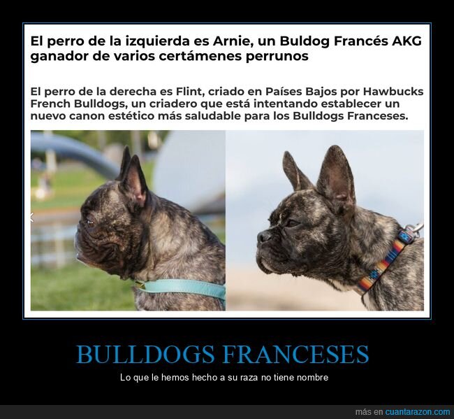 bulldog francés,comparativa