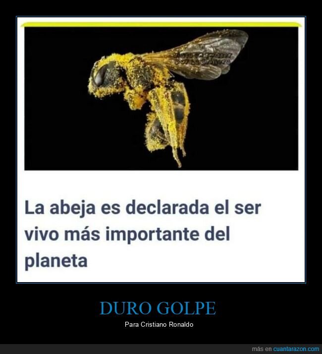 abeja,importante