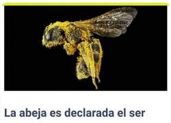 Enlace a No podríamos vivir sin ellas