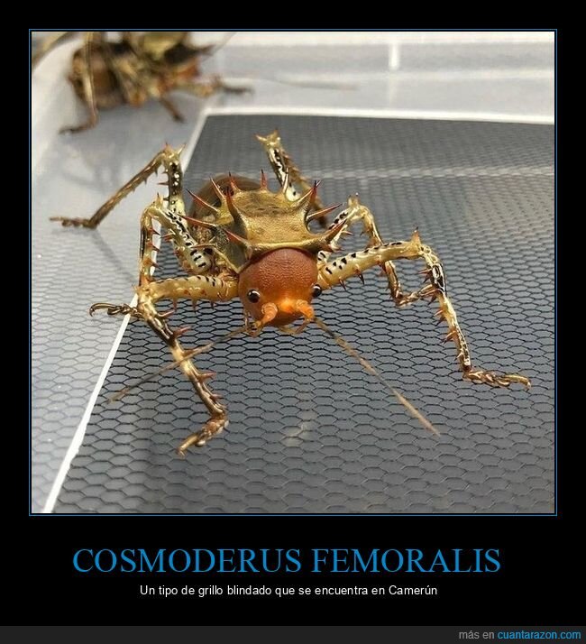 cosmoderus femoralis,grillo,blindado,camerún