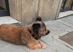 Enlace a Un complemento indispensable