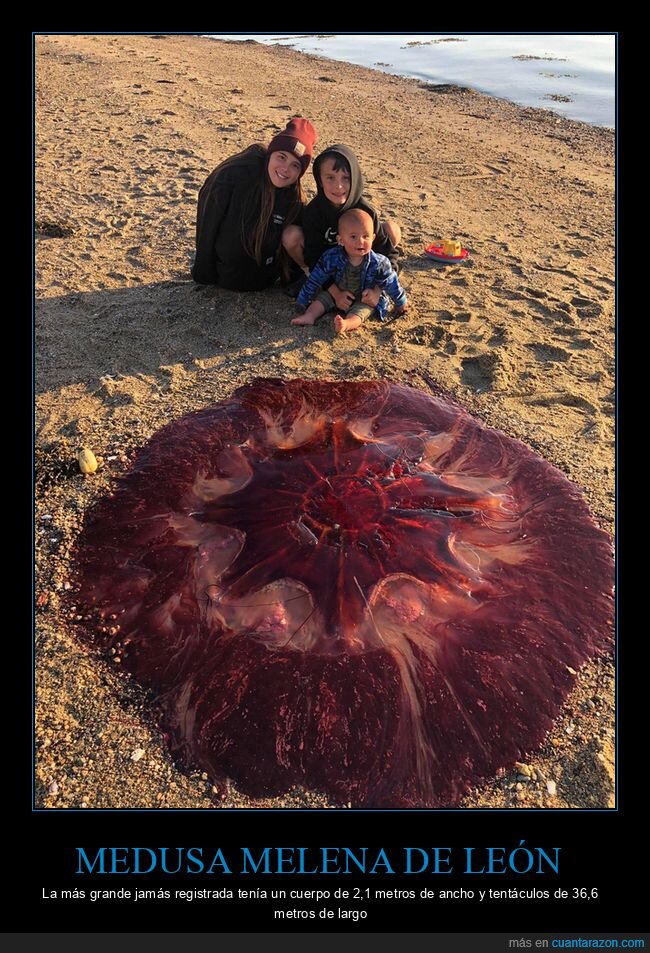 medusa,gigante