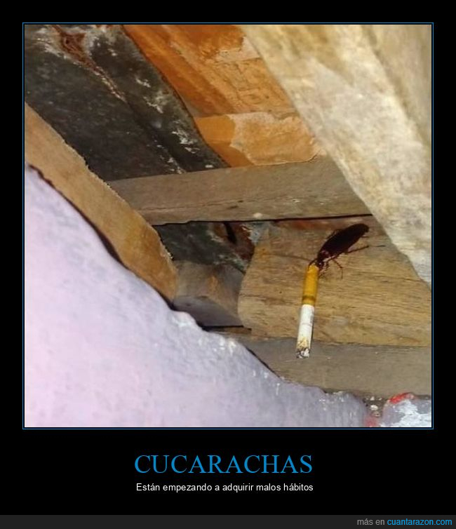 cucaracha,cigarro,wtf