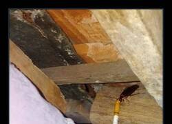 Enlace a Adicta a la nicotina