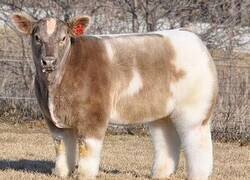 Enlace a Reina de belleza