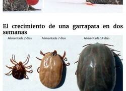 Enlace a Imágenes muy dolorosas publicadas para hacernos sufrir