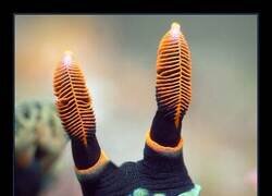 Enlace a Una de las babosas marinas más coloridas