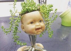 Enlace a No, gracias