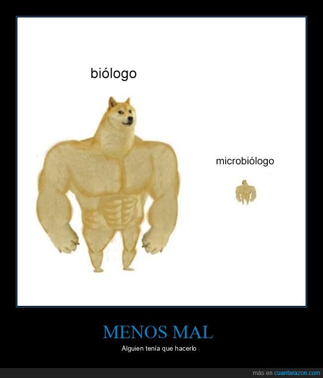 doge,cheems,biologo,microbiólogo