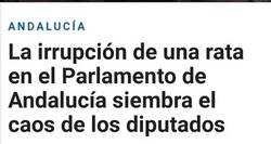Enlace a Donde había antes 12 ratas, ahora hay 13