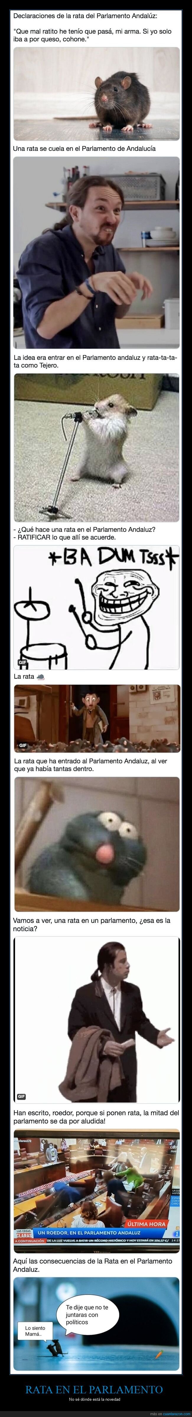 rata,parlamento