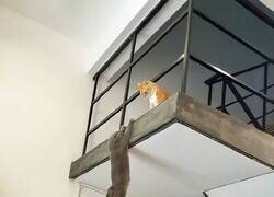 Enlace a ADIÓS MUFASA