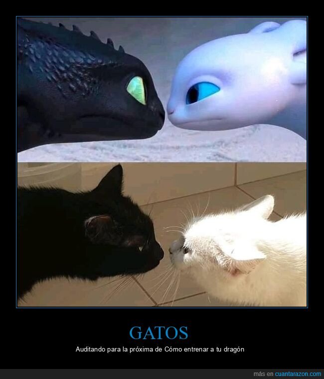 gatos,dragones,parecidos razonables