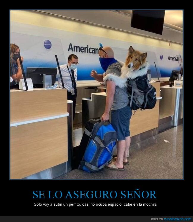 perro,lassie,equipaje
