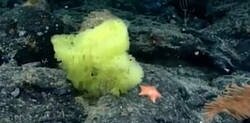 Enlace a BOB ESPONJA Y PATRICIO