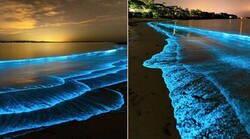 Enlace a AGUAS BIOLUMINISCENTES