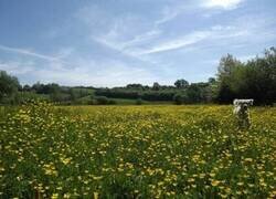 Enlace a Tinte natural