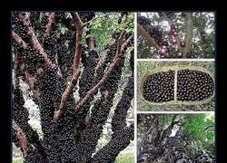 Enlace a Un árbol singular