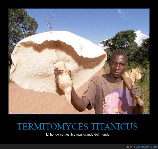 Termitomyces titanicus,hongo,gigante