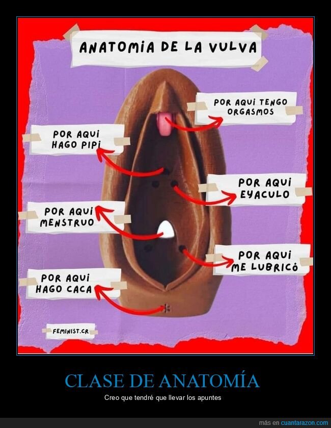 anatomía,vulva