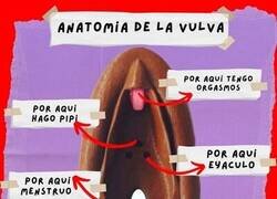 Enlace a Anatomía básica