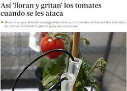 Enlace a ¿Ahora qué van a comer los veganos?