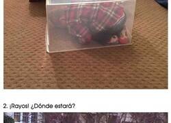 Enlace a Niños a los que no se les da especialmente bien jugar al escondite