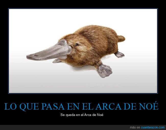 arca de noé,ornitorrinco