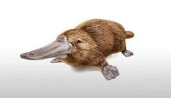 Enlace a No quieras saber cómo ocurrió