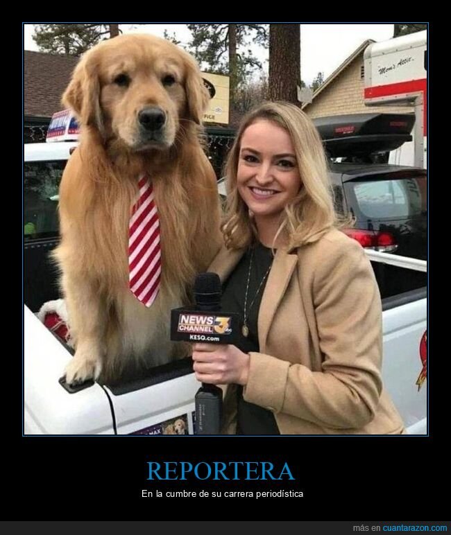 reportera,perro
