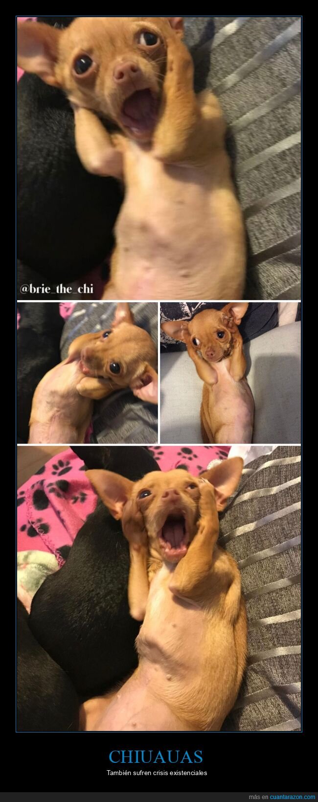 chihuahua,wtf