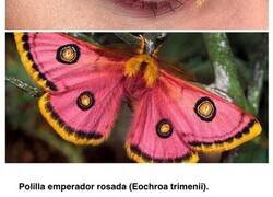 Enlace a Mostrando la belleza de los insectos a través de distintos estilos de maquillaje de ojos a juego