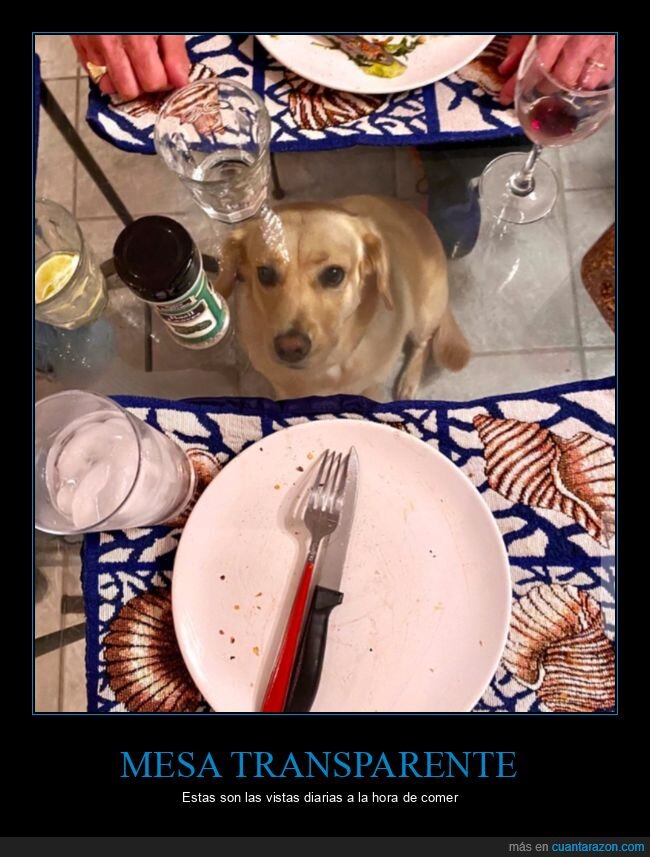 mesa,transparente,perro