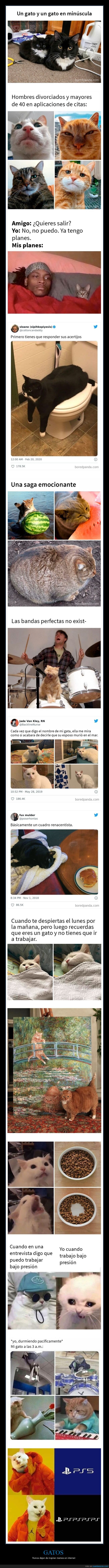 gatos,memes