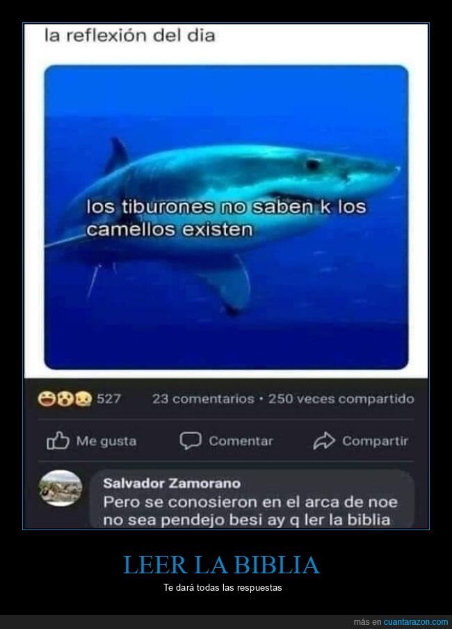 arca,camellos,existir,tiburones