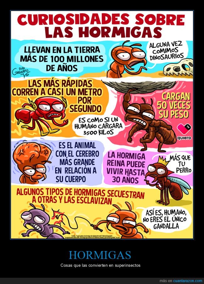 hormigas,curiosidades