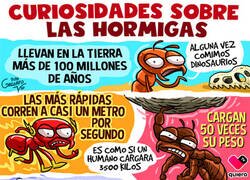 Enlace a unos seres fascinantes