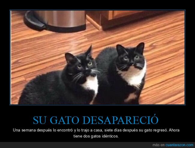 gatos,idénticos,desaparecer,encontrar,wtf