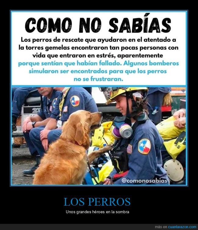 perros,torres gemelas,rescate,encontrar,frustración