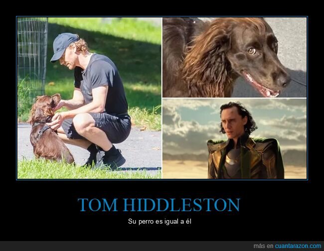 Etiquetasloki,parecidos,perros,tom hiddleston
