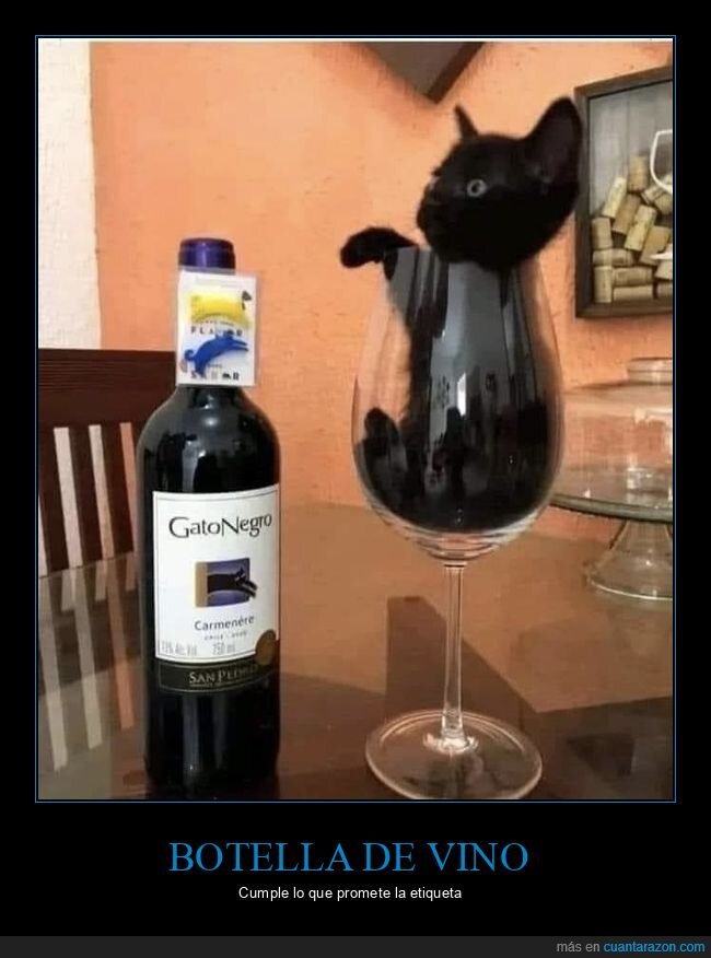 botella,vino,gato negro,copa