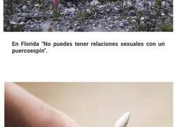 Enlace a Reglas y prohibiciones extrañamente específicas que requieren una explicación