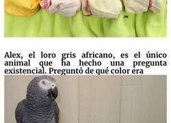 Enlace a Datos poco conocidos sobre animales que te harán decir «oooh»