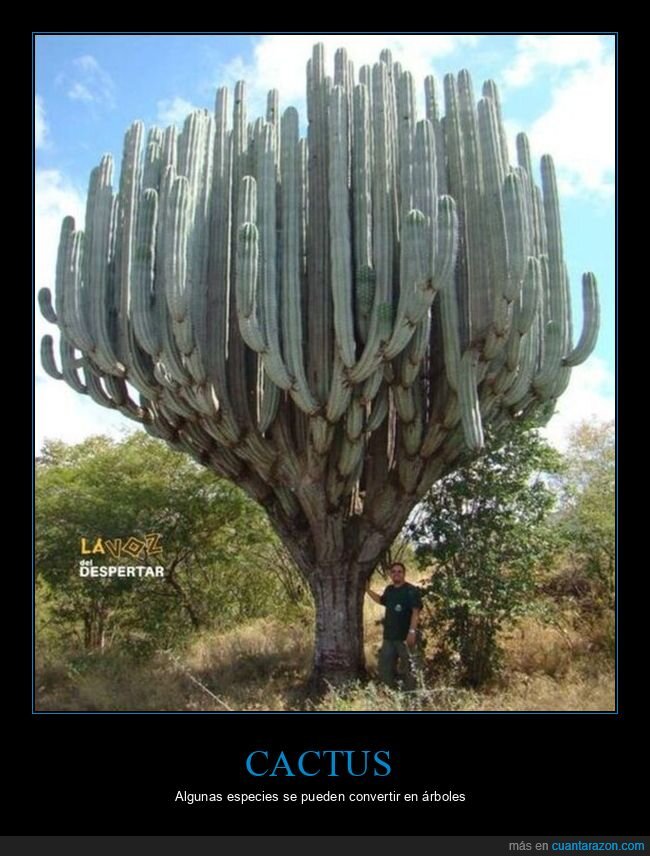 cactus,árbol