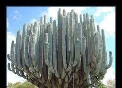 Enlace a Un árbol de cactus