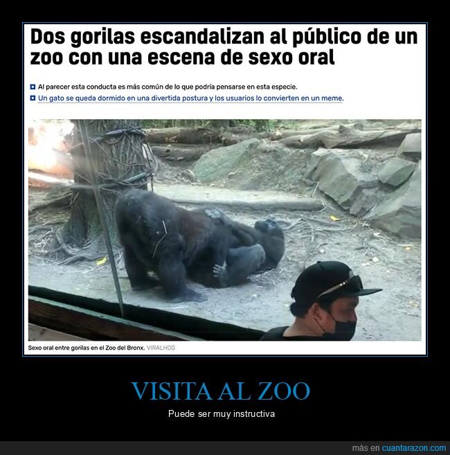 gorilas,zoo,escandalizar